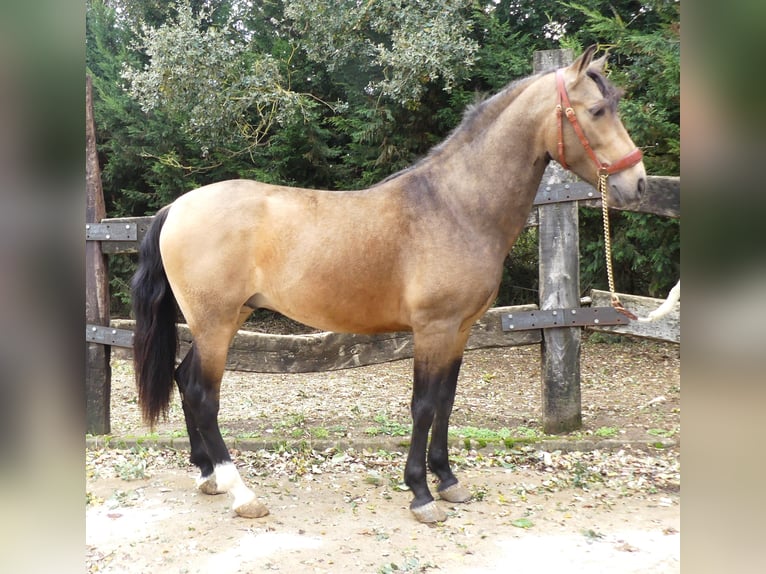 PRE Mix Stallion 5 years 15,1 hh Bay in Bilbao