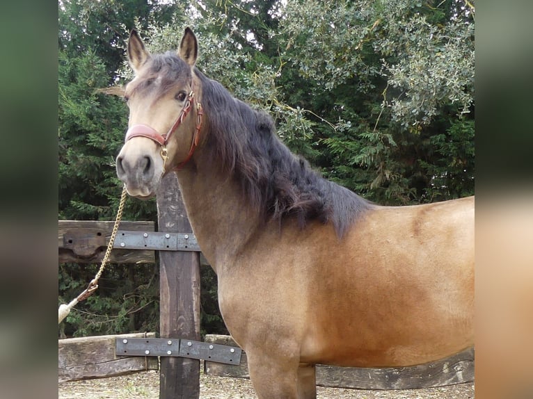 PRE Mix Stallion 5 years 15,1 hh Bay in Bilbao