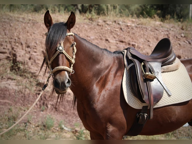 PRE Mix Stallion 5 years 15.1 hh Brown in Valencia