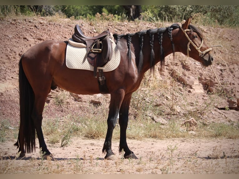 PRE Mix Stallion 5 years 15.1 hh Brown in Valencia