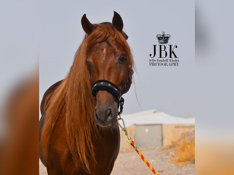 PRE Mix Stallion 5 years 15,1 hh Chestnut-Red in Tabernas Almeria