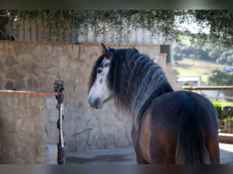 PRE Stallion 5 years 15.1 hh Grey in Vejer de la Frontera