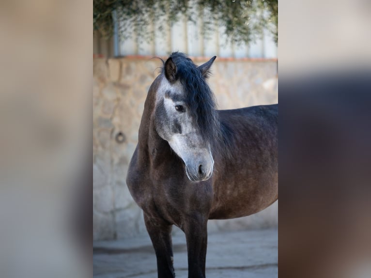 PRE Stallion 5 years 15.1 hh Grey in Vejer de la Frontera