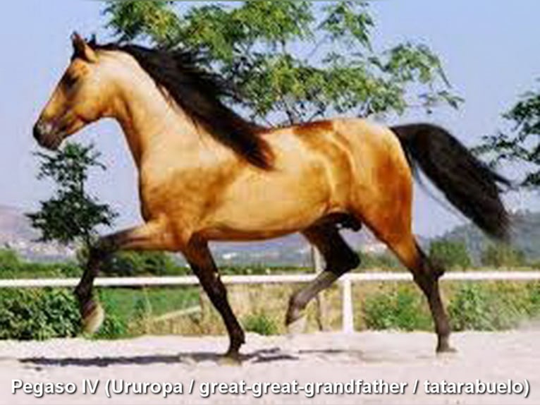 PRE Stallion 5 years 15,1 hh Pearl in Provinz Granada