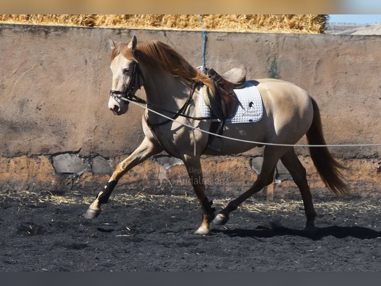 PRE Stallion 5 years 15,1 hh Pearl in Provinz Granada