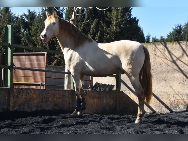 PRE Stallion 5 years 15,1 hh Pearl in Provinz Granada