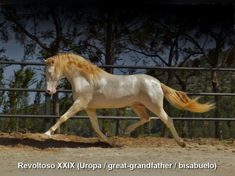 PRE Stallion 5 years 15,1 hh Pearl in Provinz Granada