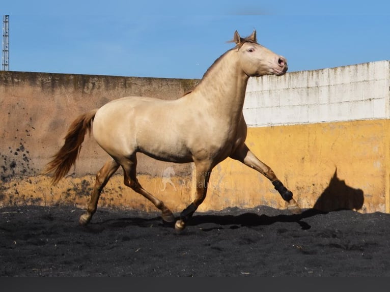 PRE Stallion 5 years 15,1 hh Pearl in Provinz Granada