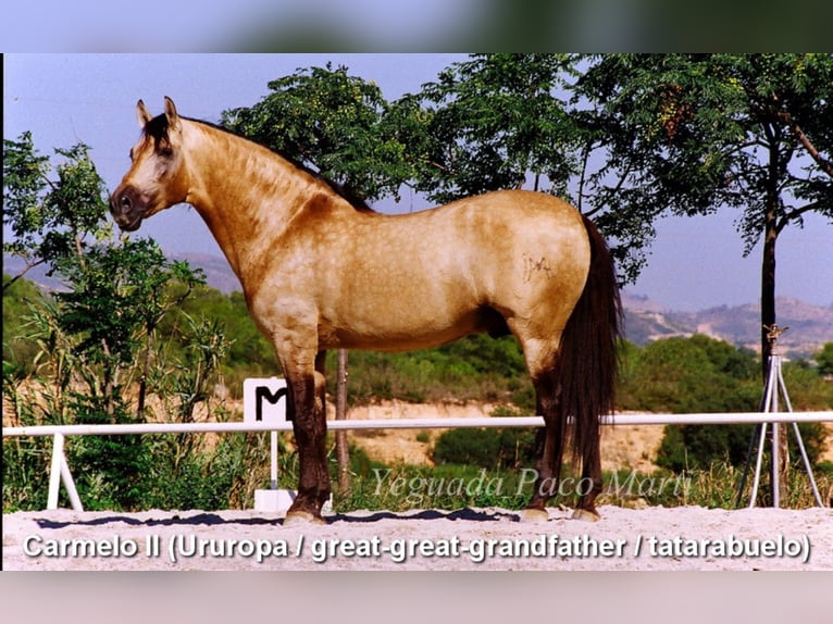 PRE Stallion 5 years 15,1 hh Pearl in Provinz Granada