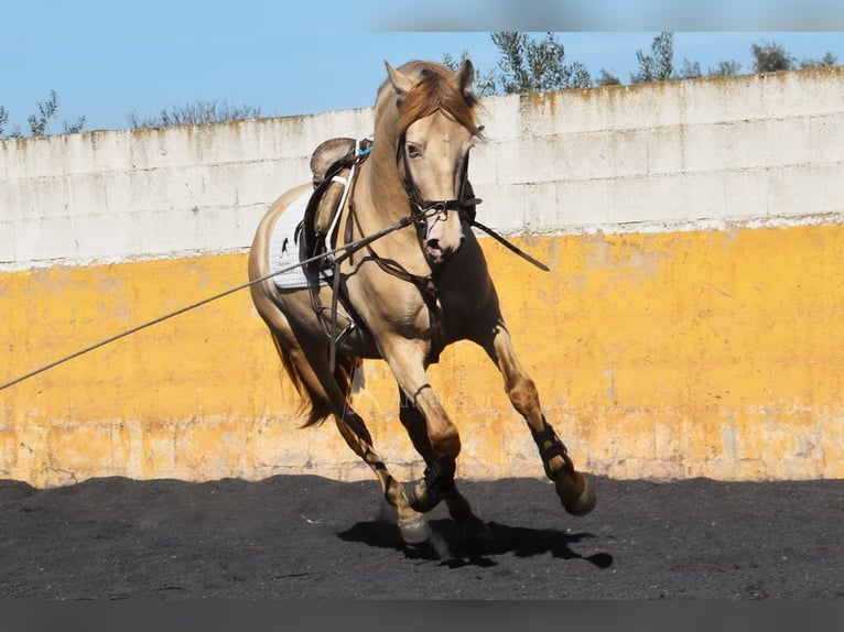 PRE Stallion 5 years 15,1 hh Pearl in Provinz Granada