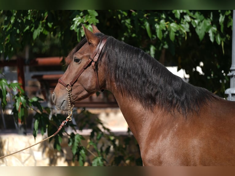 PRE Mix Stallion 5 years 15,2 hh Bay in Hamburg