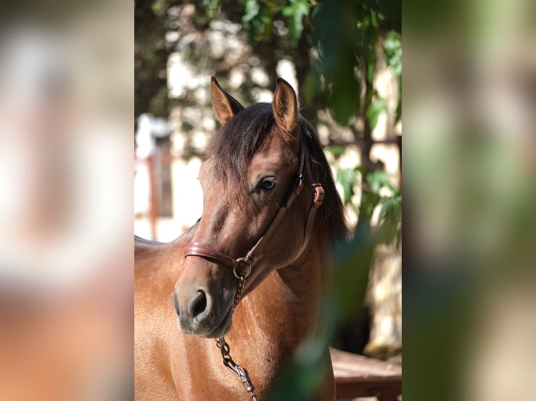 PRE Mix Stallion 5 years 15,2 hh Bay in Hamburg