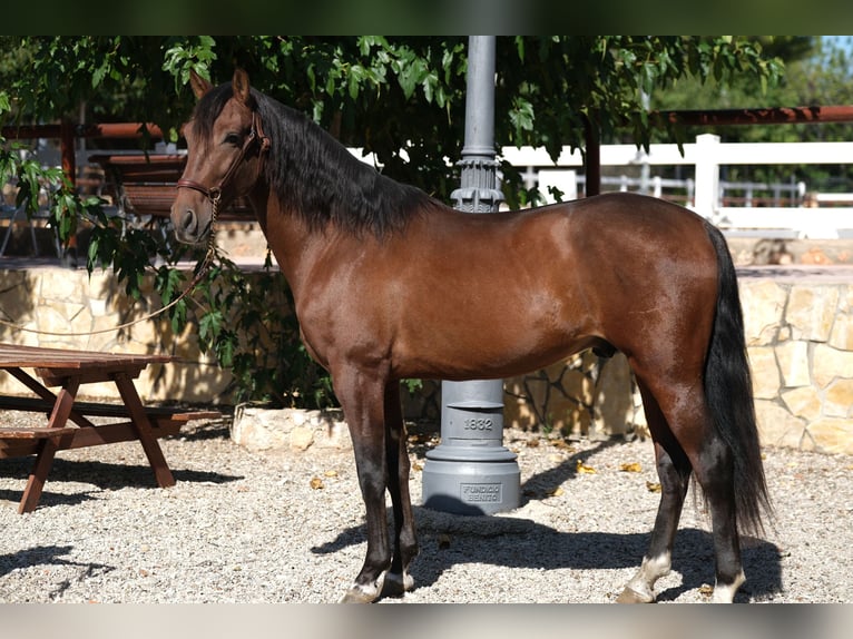 PRE Mix Stallion 5 years 15,2 hh Bay in Hamburg