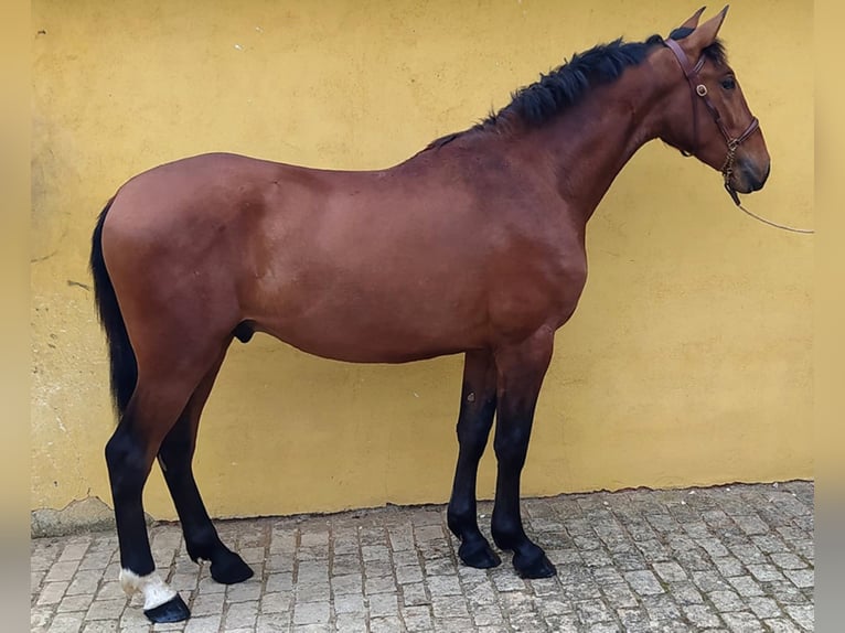PRE Mix Stallion 5 years 15,2 hh Bay in Madrid