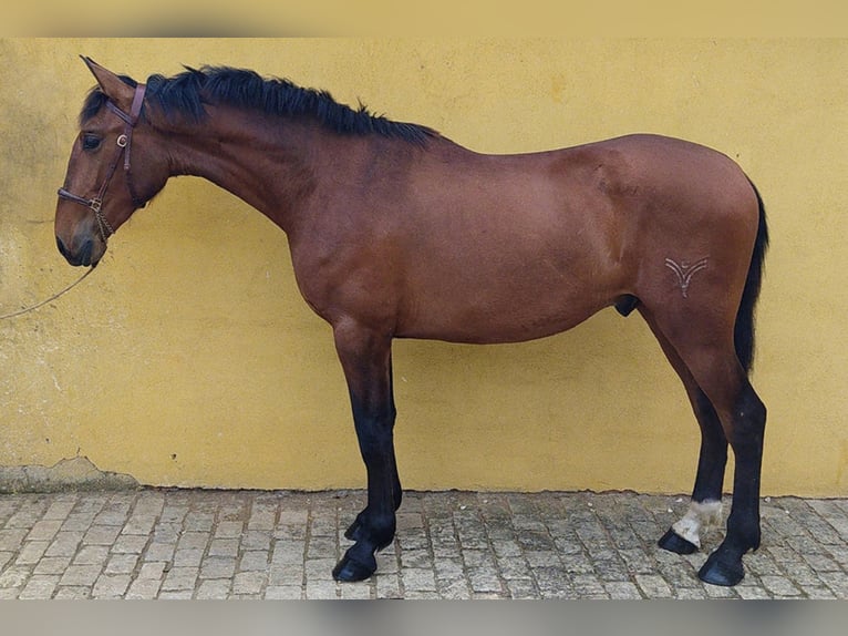 PRE Mix Stallion 5 years 15,2 hh Bay in Madrid