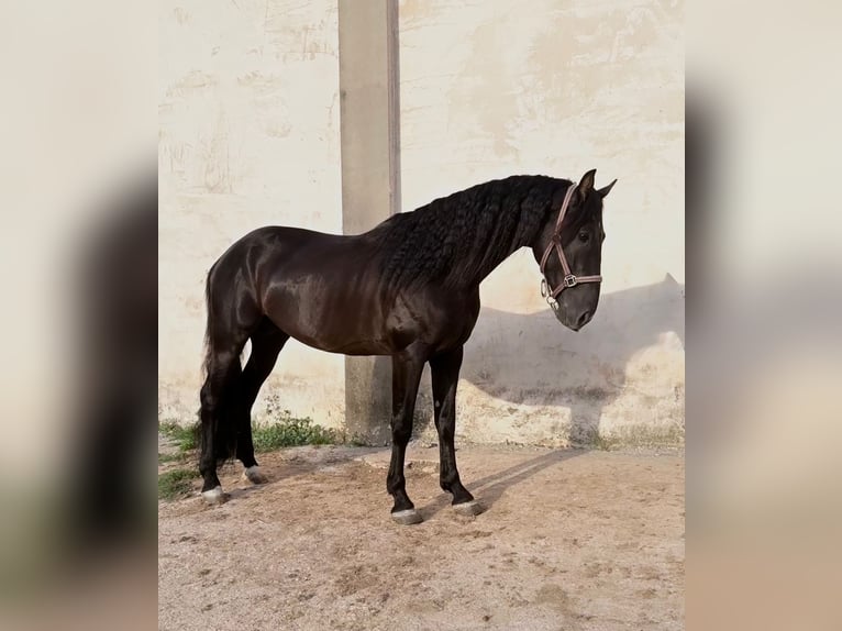 PRE Stallion 5 years 15.2 hh Black in Vilert