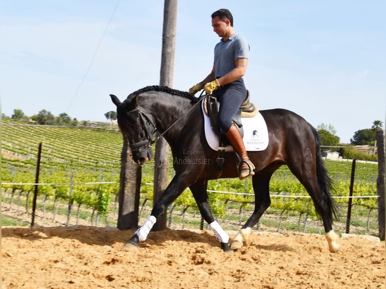 PRE Stallion 5 years 15,2 hh Black in Provinz Cordoba