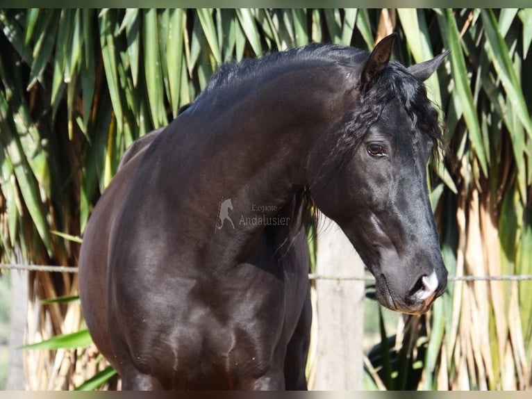 PRE Stallion 5 years 15,2 hh Black in Provinz Cordoba