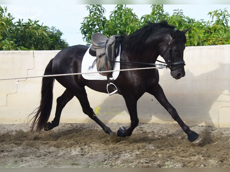 PRE Stallion 5 years 15.2 hh Black in Provinz Malaga
