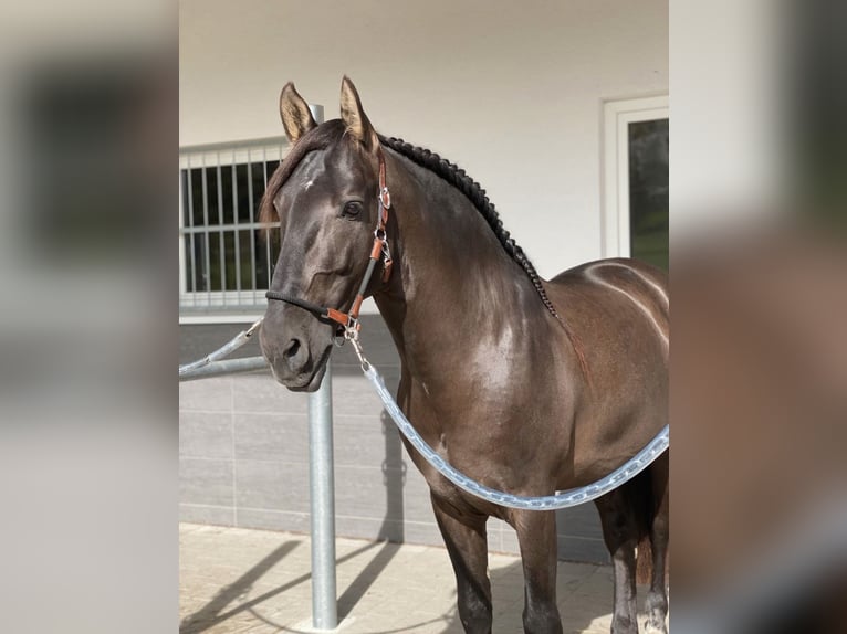 PRE Stallion 5 years 15,2 hh Black in Winnenden