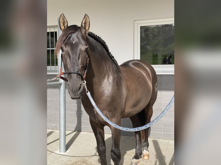 PRE Stallion 5 years 15,2 hh Black in Winnenden