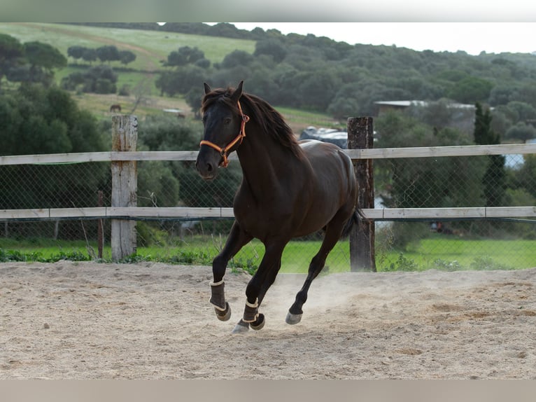 PRE Stallion 5 years 15,2 hh Black in Vejer de la Frontera