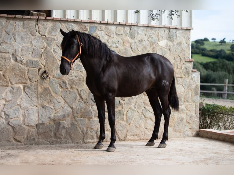 PRE Stallion 5 years 15,2 hh Black in Vejer de la Frontera