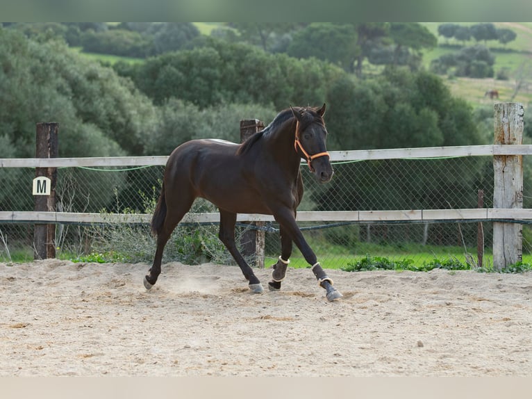 PRE Stallion 5 years 15,2 hh Black in Vejer de la Frontera