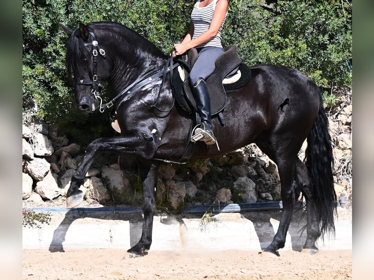 PRE Mix Stallion 5 years 15.2 hh Black in Menorca