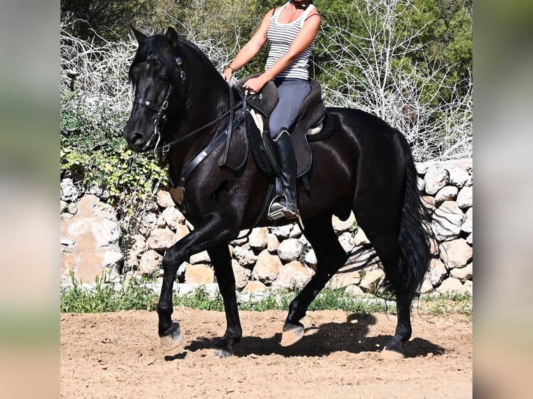 PRE Mix Stallion 5 years 15.2 hh Black in Menorca