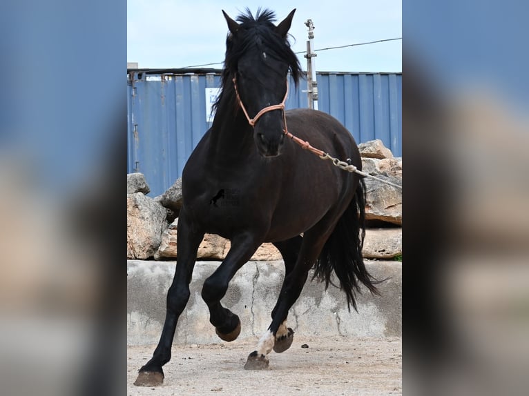 PRE Mix Stallion 5 years 15.2 hh Black in Mallorca