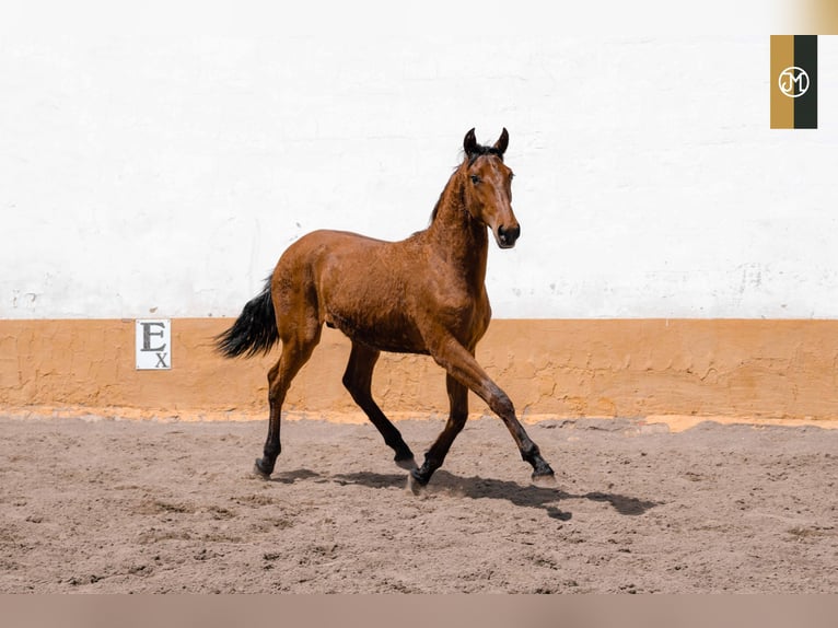 PRE Stallion 5 years 15.2 hh Brown in Albacete, Spain