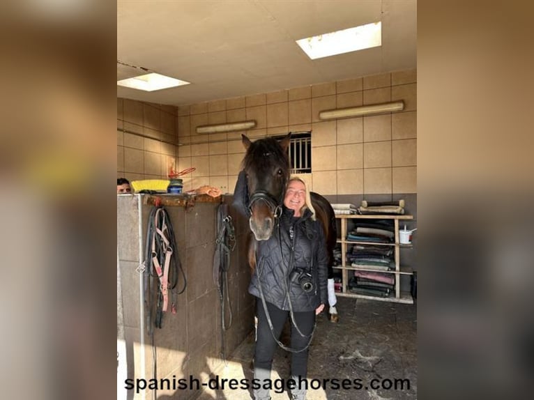 PRE Mix Stallion 5 years 15,2 hh Brown in Barcelona