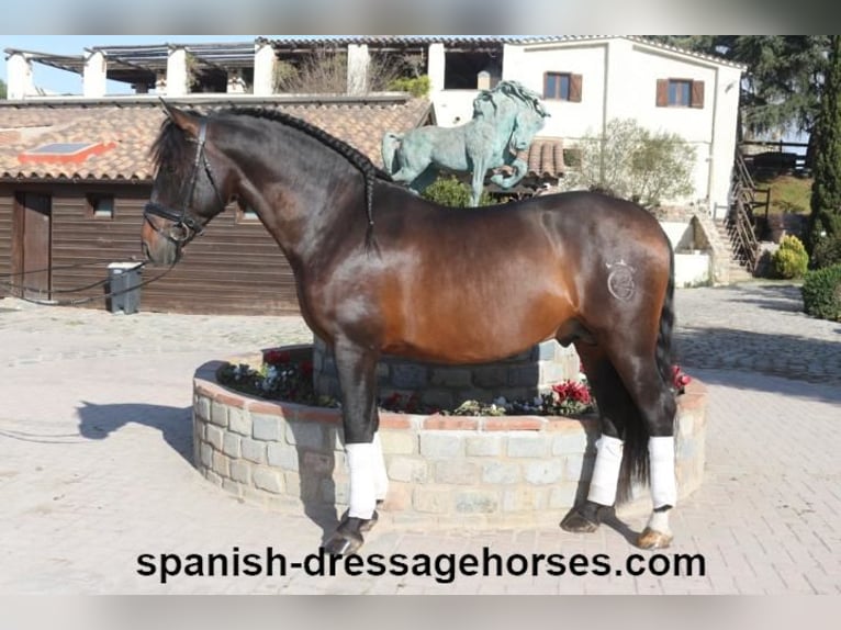 PRE Mix Stallion 5 years 15,2 hh Brown in Barcelona