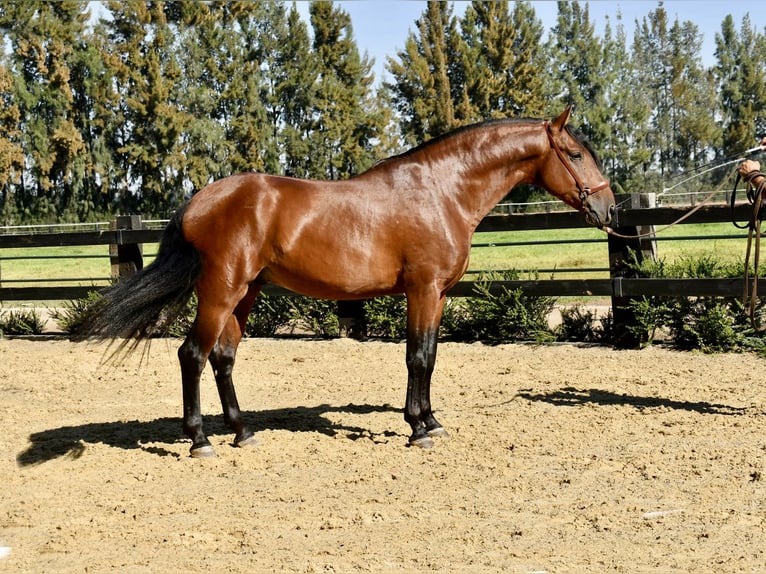 PRE Mix Stallion 5 years 15,2 hh Brown in Galaroza (Huelva)