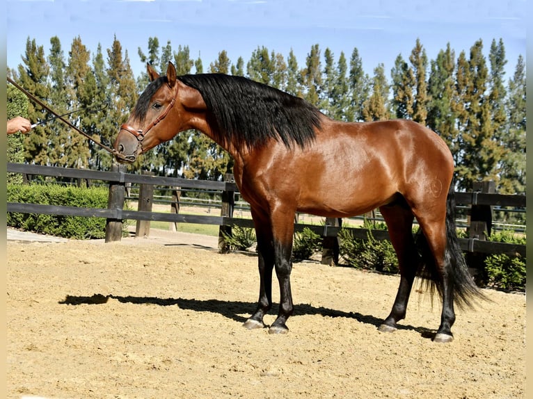 PRE Mix Stallion 5 years 15,2 hh Brown in Galaroza (Huelva)