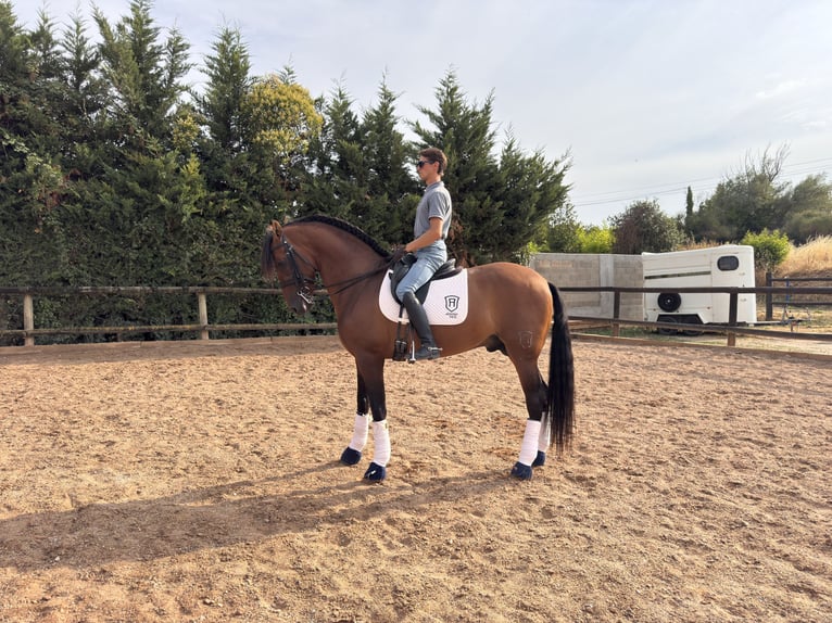 PRE Mix Stallion 5 years 15.2 hh Brown in Logroño