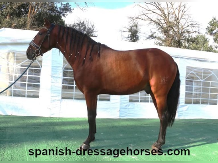 PRE Mix Stallion 5 years 15,2 hh Brown in Barcelona