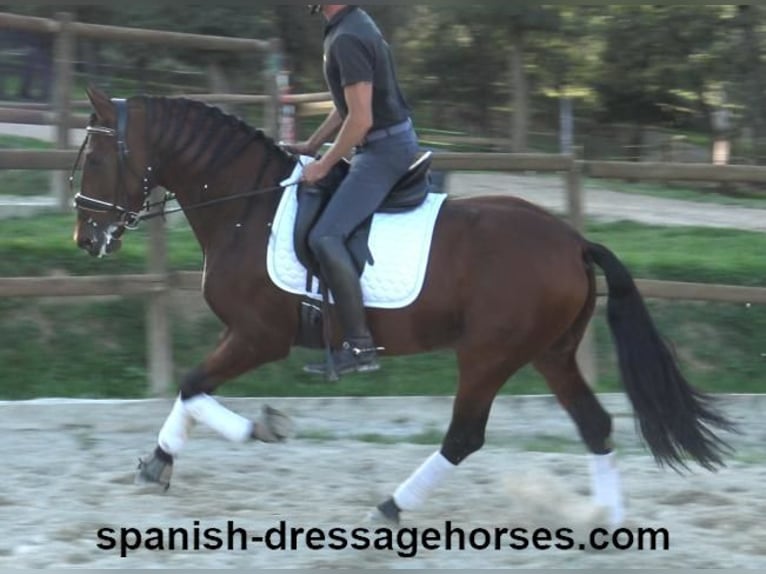 PRE Mix Stallion 5 years 15,2 hh Brown in Barcelona