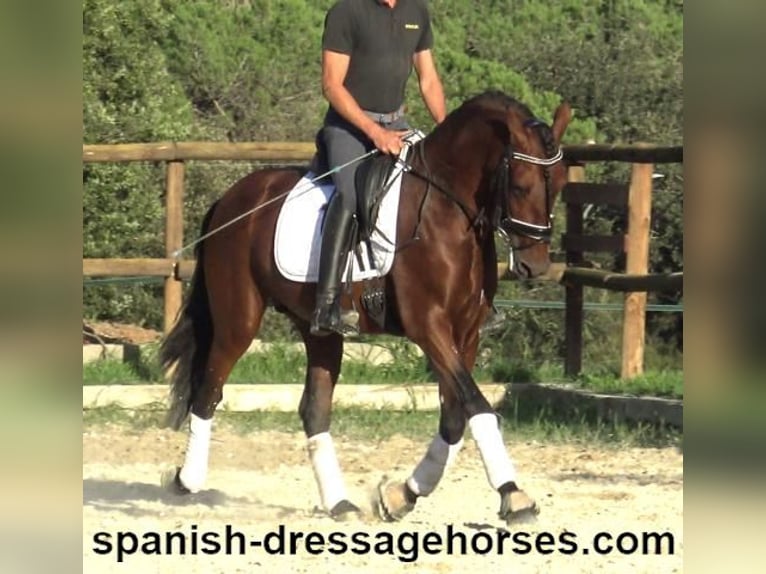 PRE Mix Stallion 5 years 15,2 hh Brown in Barcelona