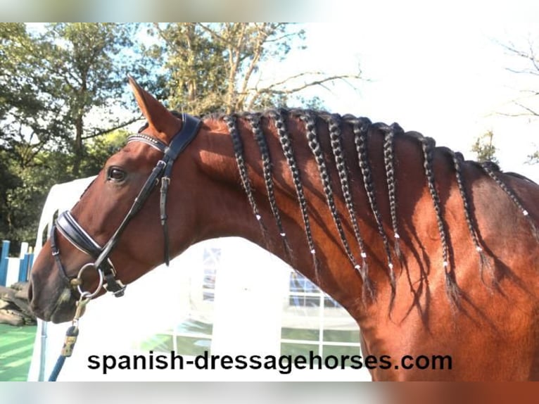 PRE Mix Stallion 5 years 15,2 hh Brown in Barcelona