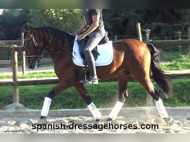 PRE Mix Stallion 5 years 15,2 hh Brown in Barcelona