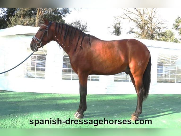 PRE Mix Stallion 5 years 15,2 hh Brown in Barcelona