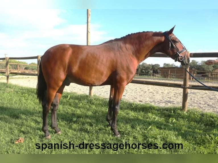 PRE Mix Stallion 5 years 15,2 hh Brown in Barcelona