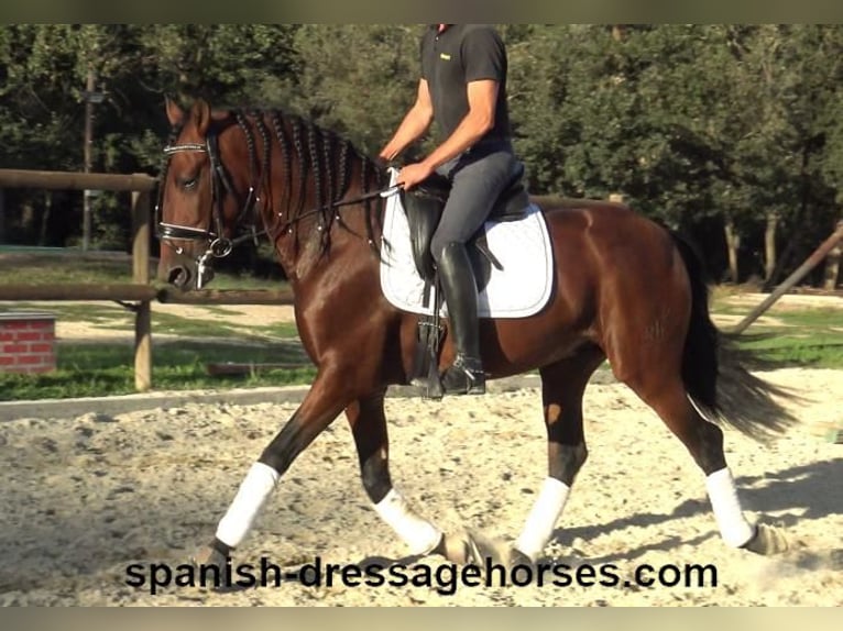 PRE Mix Stallion 5 years 15,2 hh Brown in Barcelona