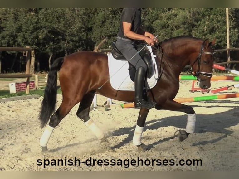 PRE Mix Stallion 5 years 15,2 hh Brown in Barcelona