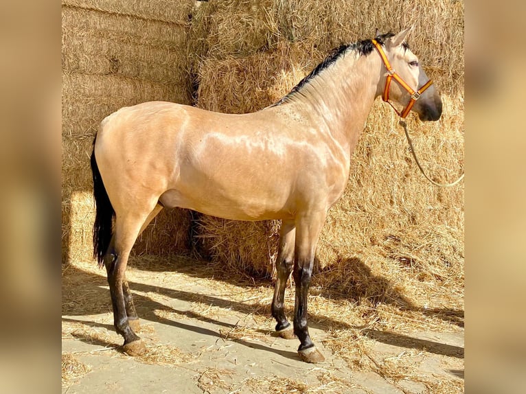 PRE Mix Stallion 5 years 15,2 hh Buckskin in Sevilla