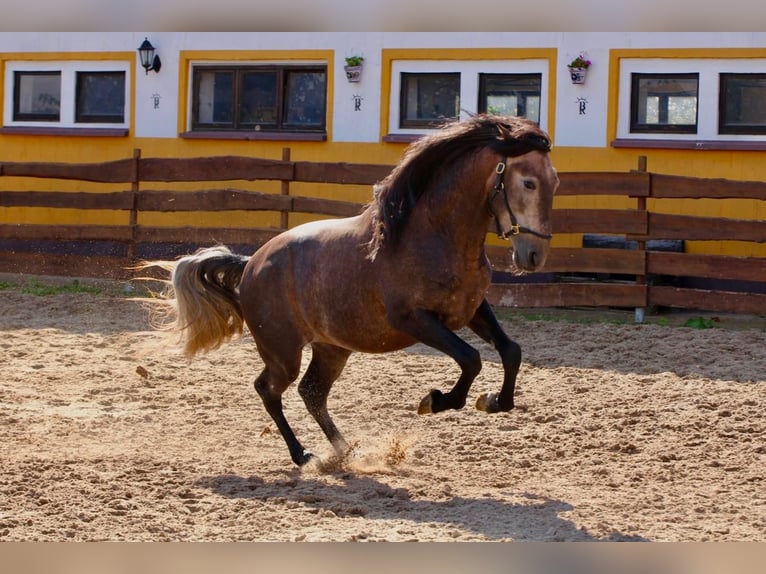 PRE Stallion 5 years 15.2 hh Can be white in Polenz