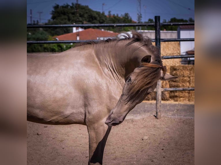 PRE Stallion 5 years 15,2 hh Champagne in Rafelguaraf