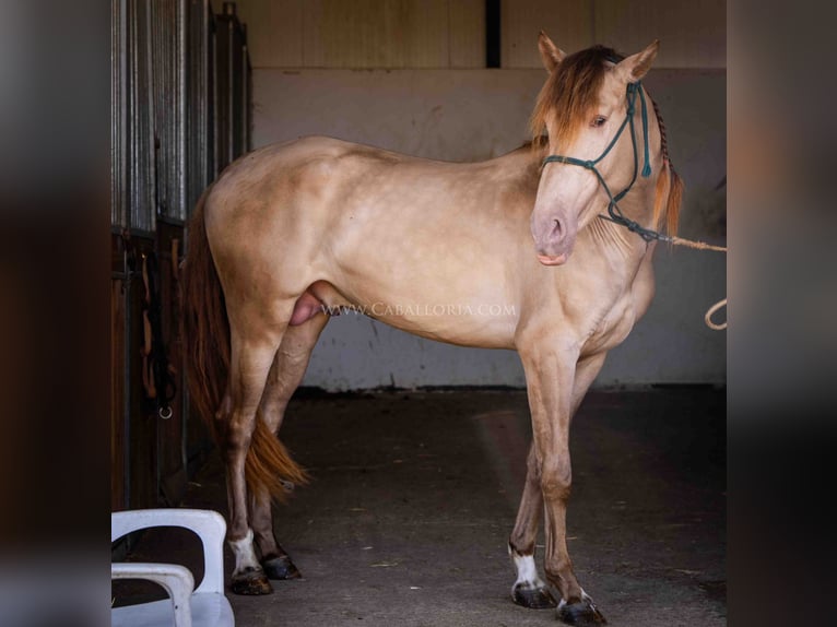 PRE Stallion 5 years 15,2 hh Champagne in Rafelguaraf